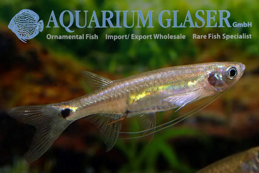 Cá bay Esomus đuôi đốm, Esomus caudiocellatus
