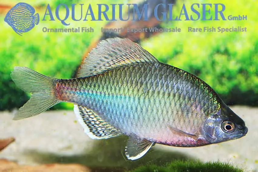 Cá thè be, Acheilognathus tonkinensis