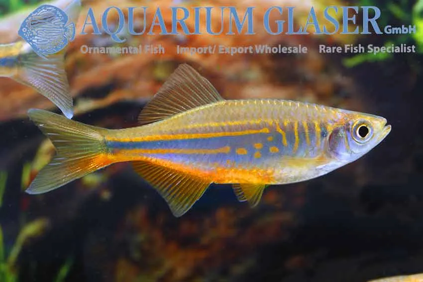 Cá danio Malabar, Devario malabaricus