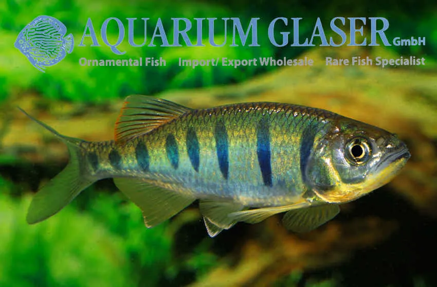 Cá danio bướm, Opsarius pulchellus