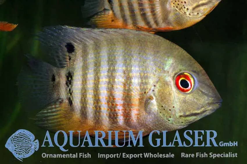 Cá cichlid mắt đốm, Heros severus