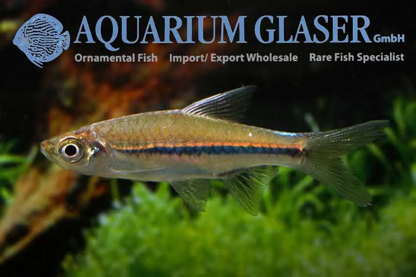 Cá thái hổ Sarawak, Rasbora sarawakensis