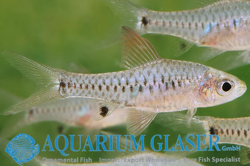 Cá barb lùn Roloff, Oreichthys parvus