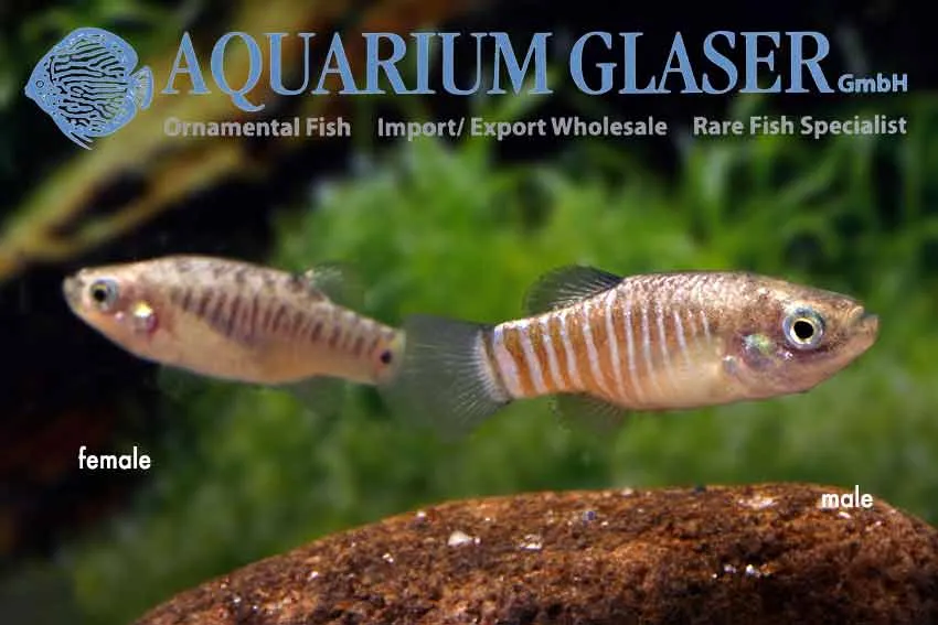 Cá Aphanius farsicus, Aphanius farsicus