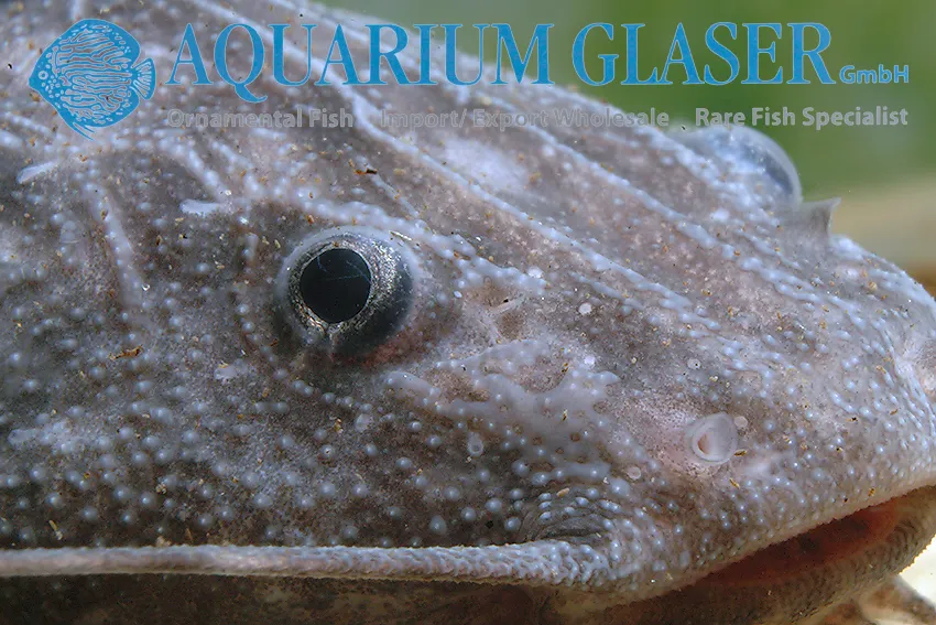 Cá da trơn gai Pterodoras granulosus, Pterodoras granulosus