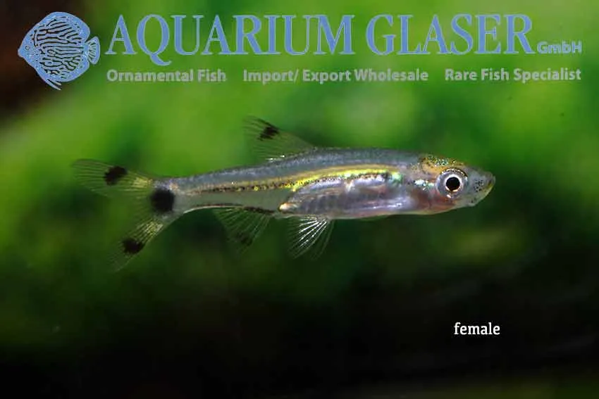 Cá rasbora đuôi kéo lùn, Rasbosoma spilocerca