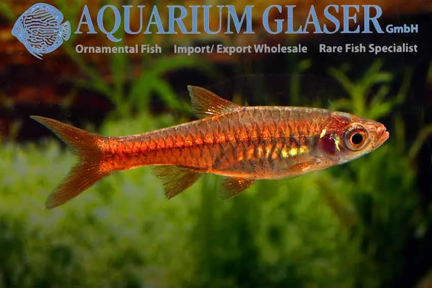 Cá cầu vồng núi lửa, Rasbora vulcanus