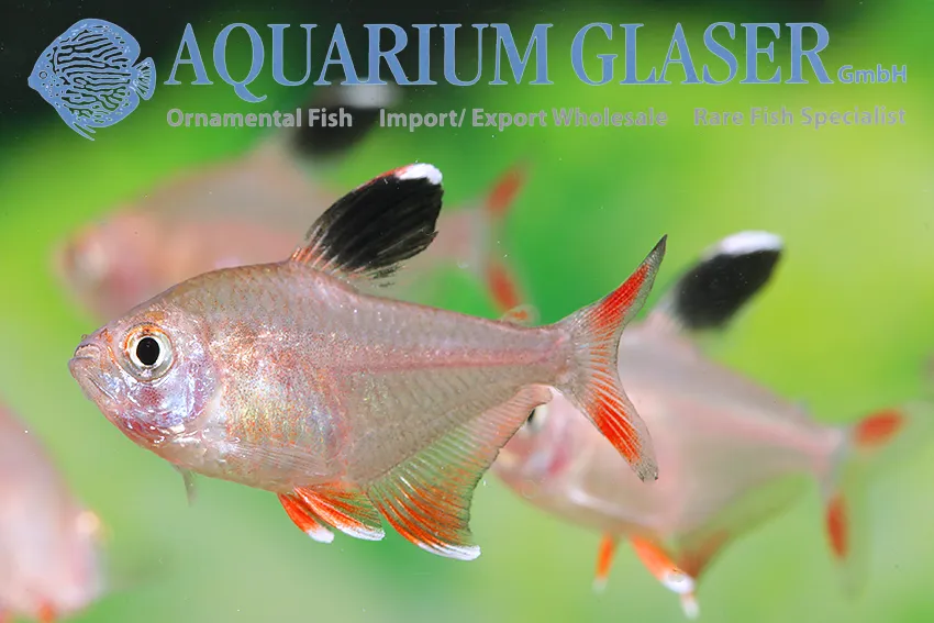 โรซี่เตตร้า, Hyphessobrycon rosaceus