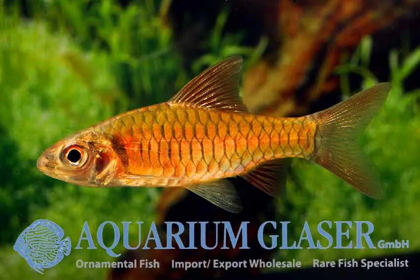 Cá barb Congo đỏ đồng, Clypeobarbus congicus