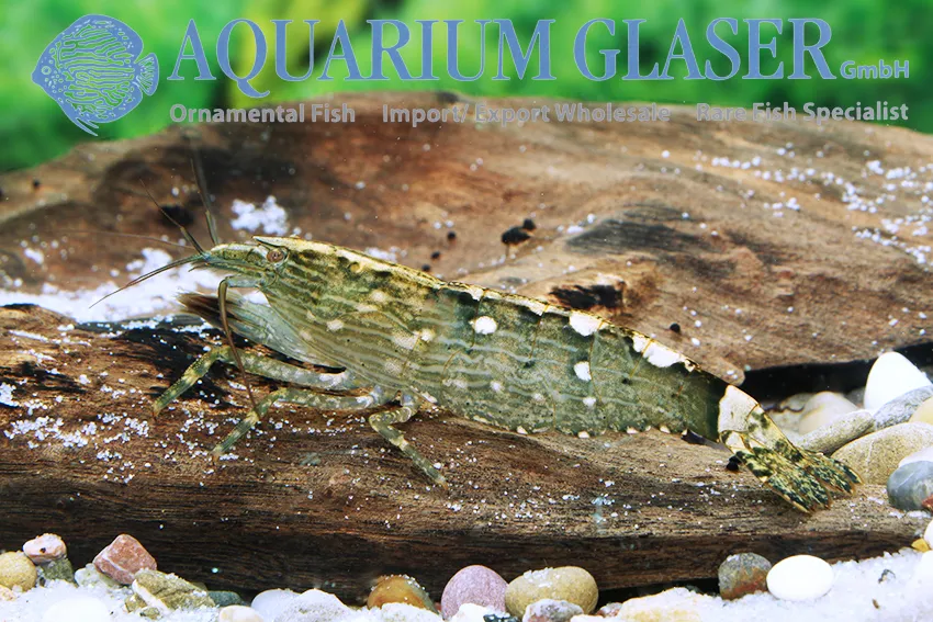 กุ้งมือพัด, Atyopsis moluccensis