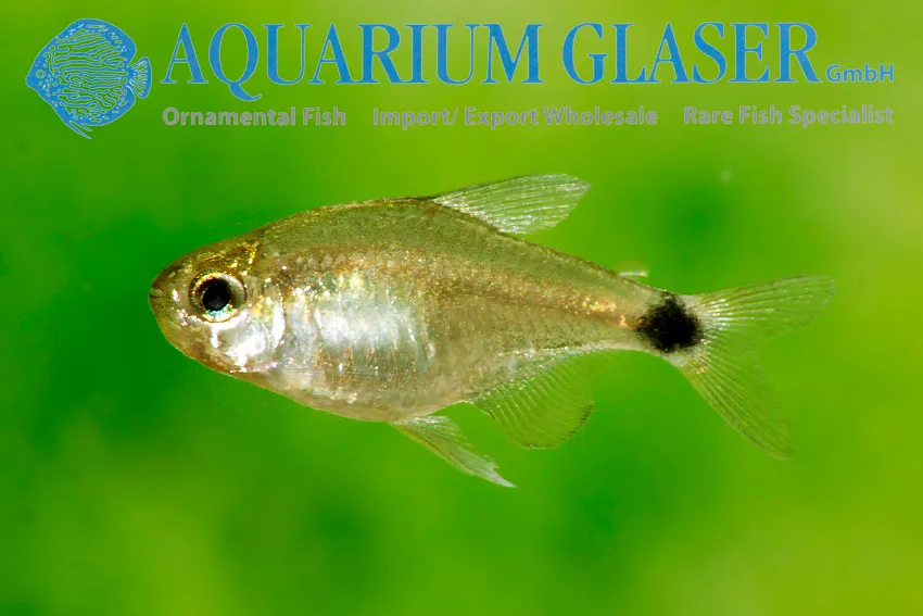 Cá tetra vây buồm, Hyphessobrycon elachys