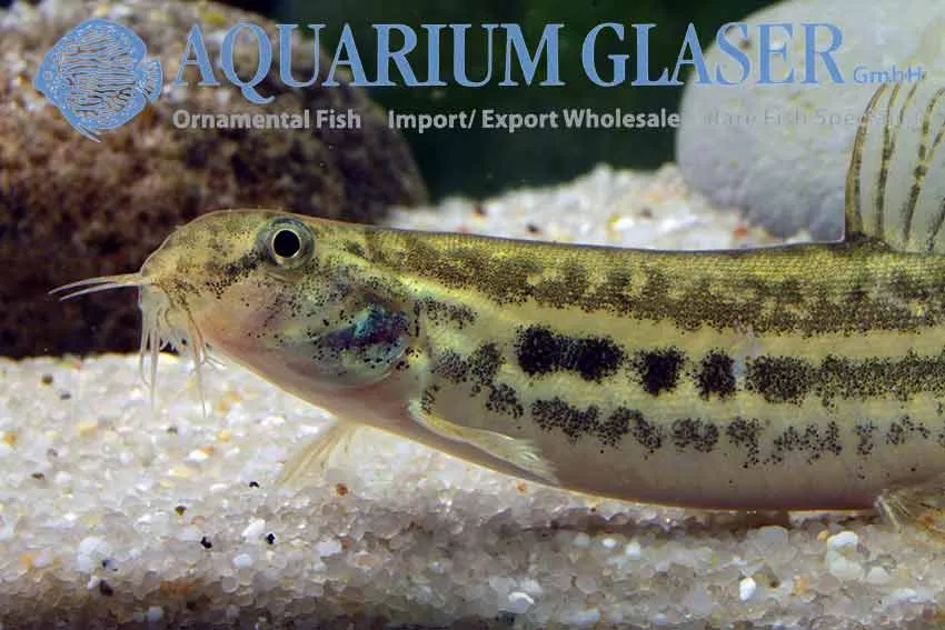 ´Lepidocephalichthys guntea – die ideale Aquarienschmerle