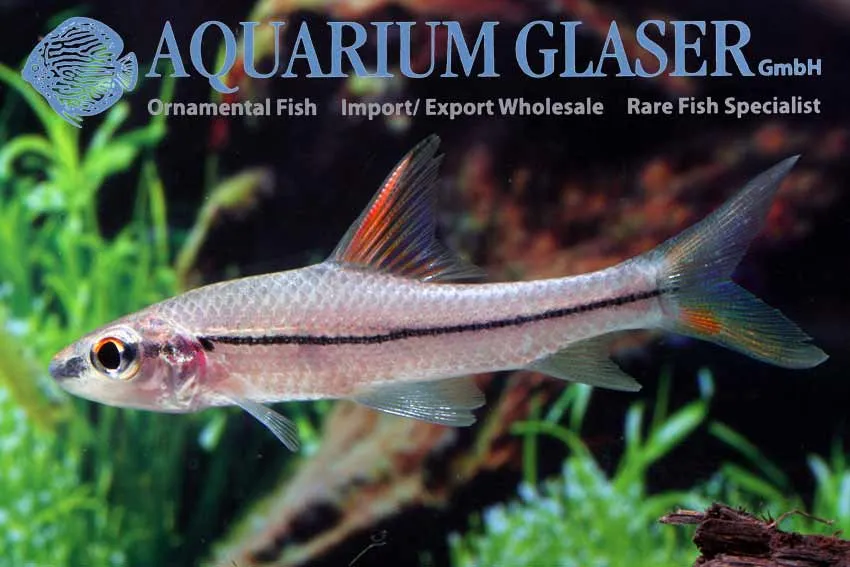 Cá mập barb đỏ Borneo, Cyclocheilichthys janthochir