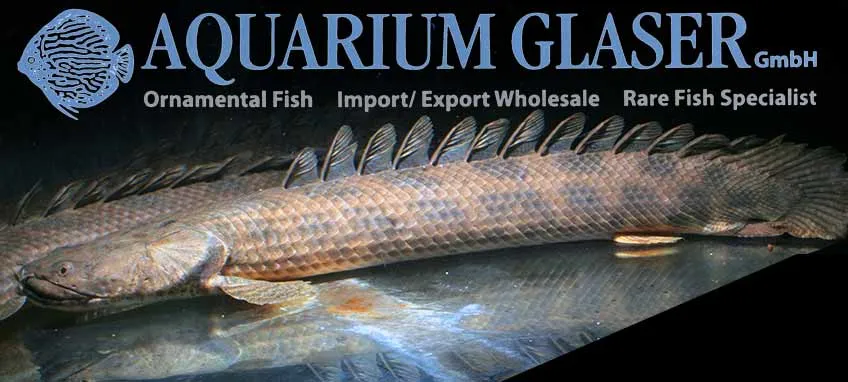 Cá rồng Ansorge, Polypterus ansorgii
