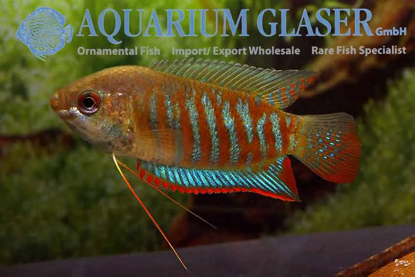 Cá gourami sọc, Trichogaster fasciata