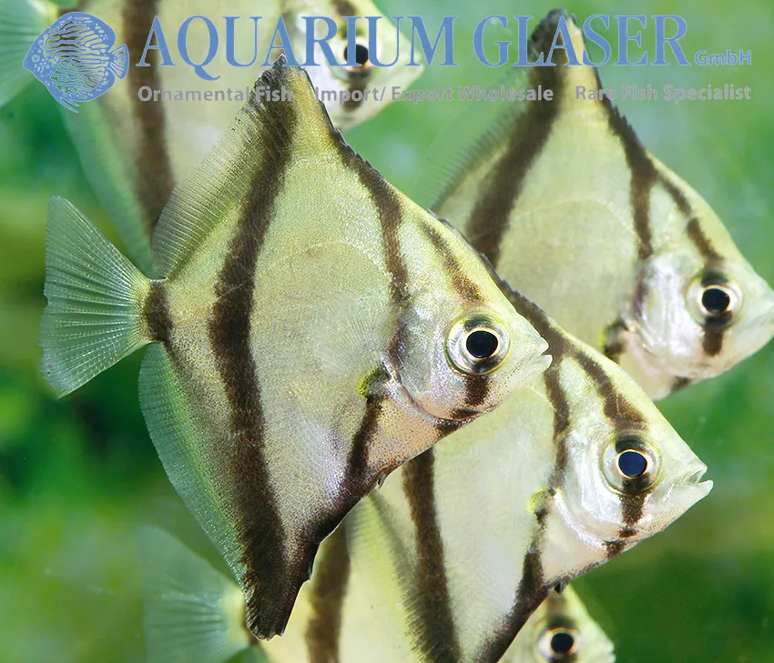 ปลาโมโนเซบี, Monodactylus sebae