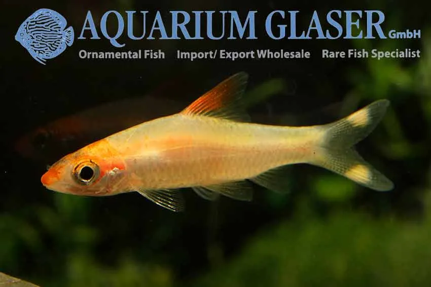 Cá ngư lôi sọc đỏ Ấn Độ (bản vàng Gold), Sahyadria denisonii