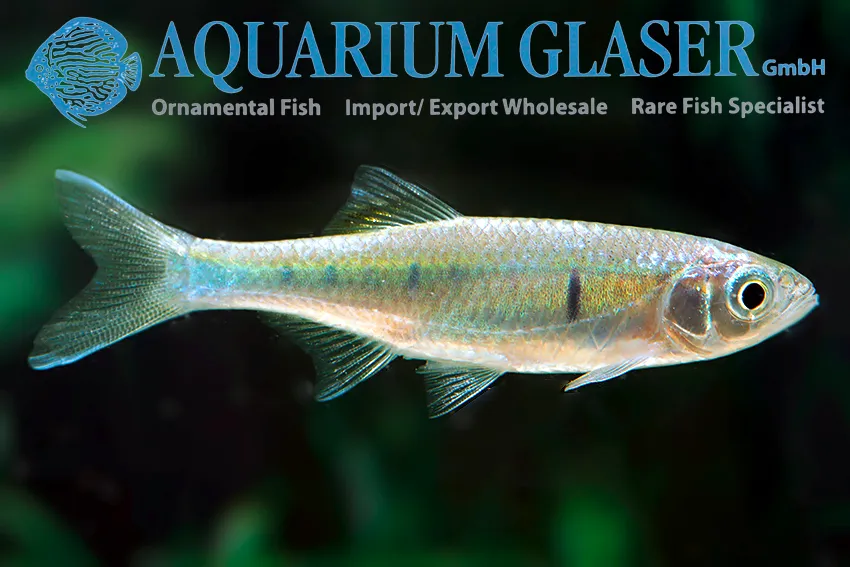 Cá danio Korat, Opsarius koratensis
