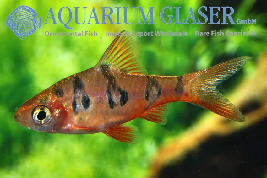Cá ngựa vằn cam, Desmopuntius rhomboocellatus