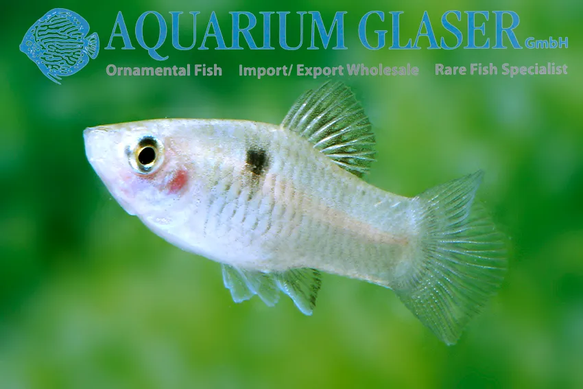 Cá platy, Xiphophorus maculatus