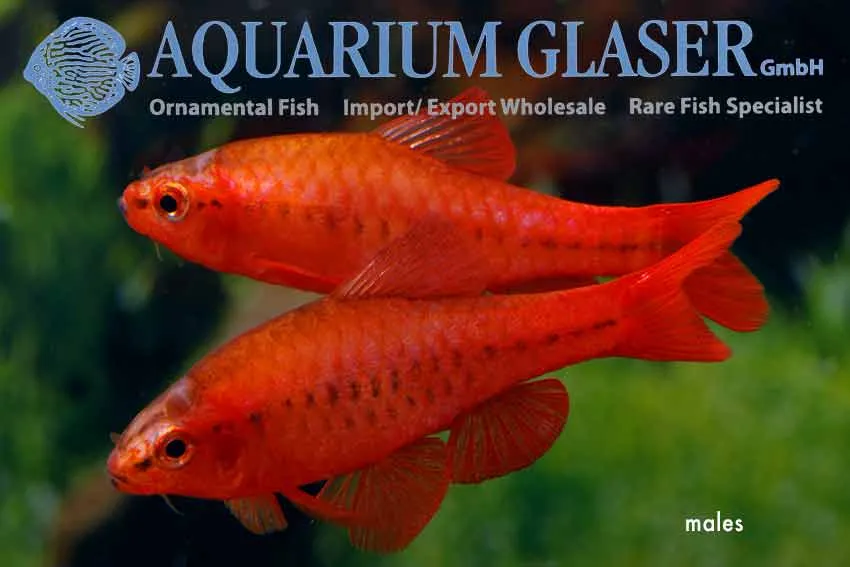 Cá Cherry barb Super Red, Puntius titteya