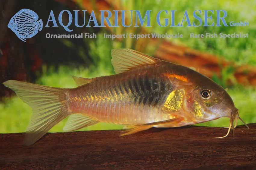 Cá chuột đồng, Corydoras aeneus