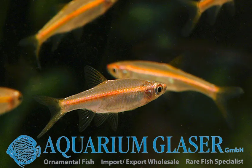 Cá rasbora đèn đỏ, Trigonopoma pauciperforatum