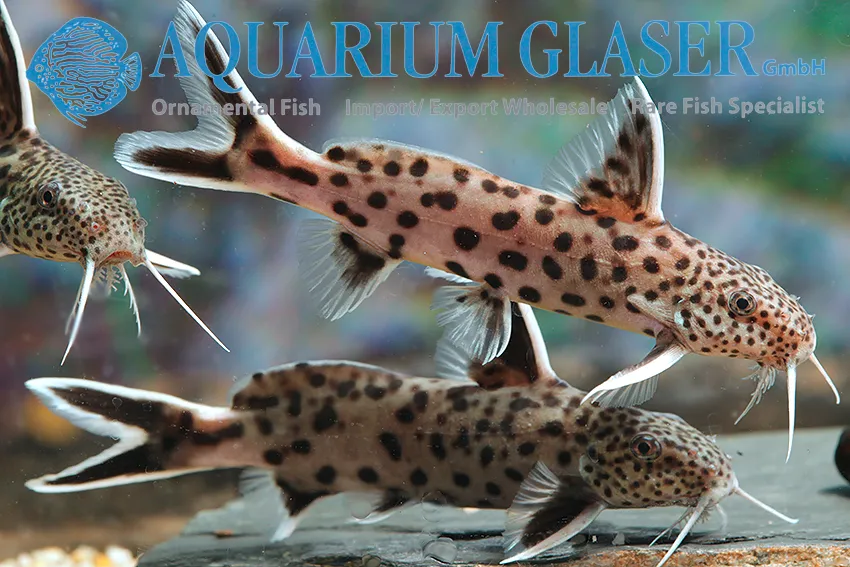 Cá nheo rên petricola, Synodontis petricola