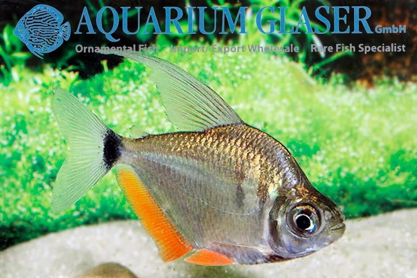 Cá tetra bạc Tetragonopterus, Tetragonopterus argenteus