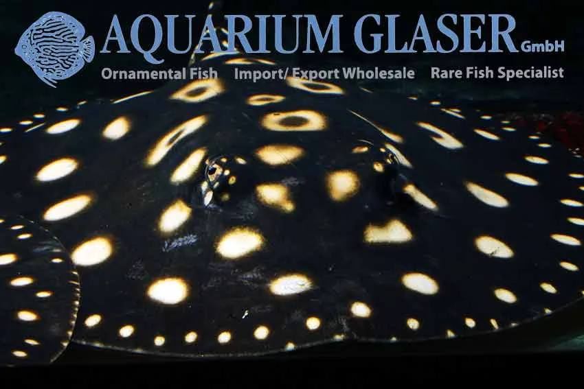Cá đuối Potamotrygon leopoldi Black Diamond, Potamotrygon leopoldi