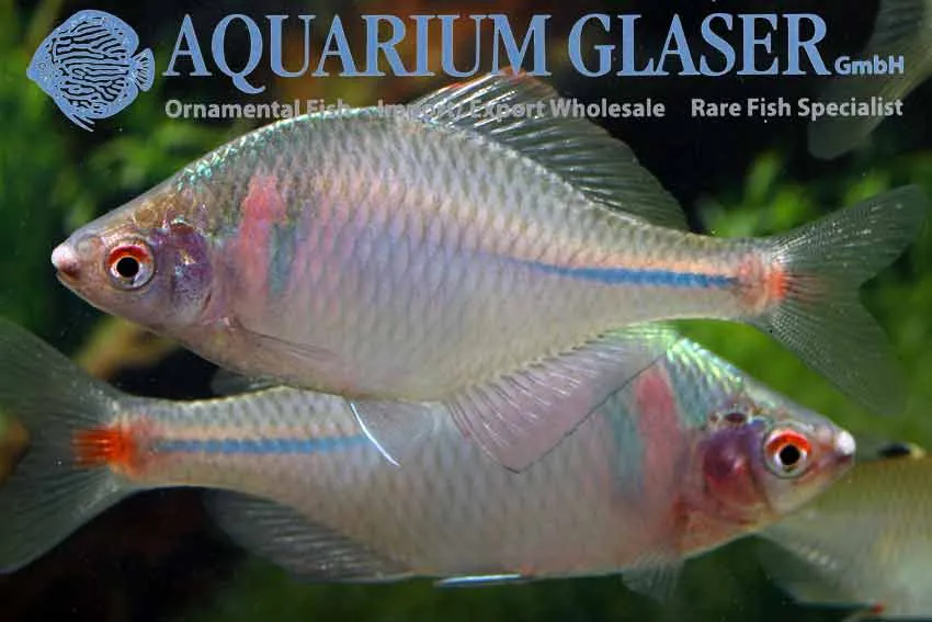Cá bitterling Rhodeus ocellatus, Rhodeus ocellatus