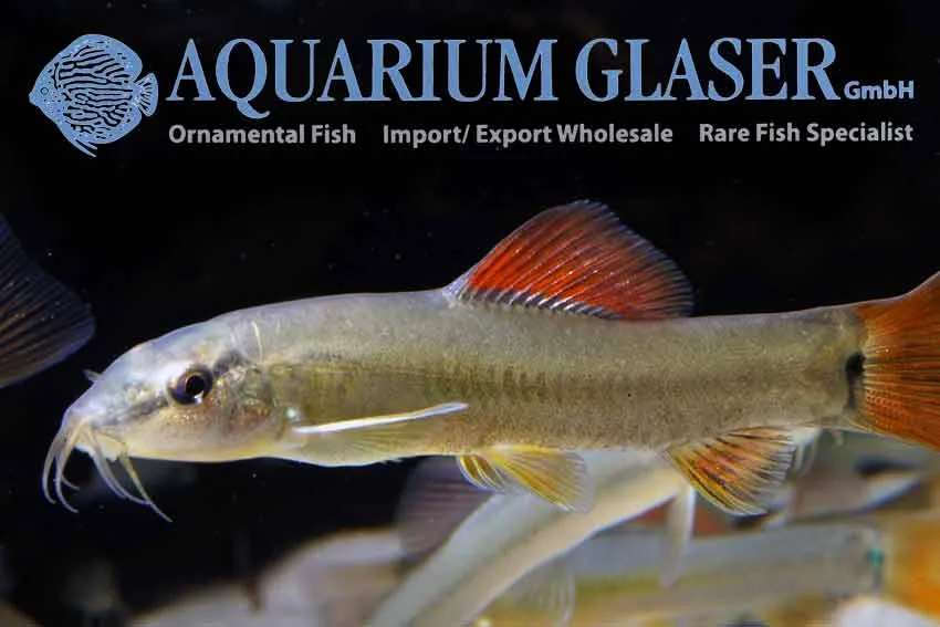 Cá chạch bạc hà, Traccatichthys taeniatus