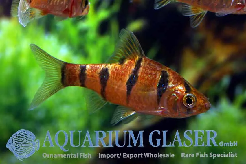Cá barb sáu sọc, Desmopuntius hexazona