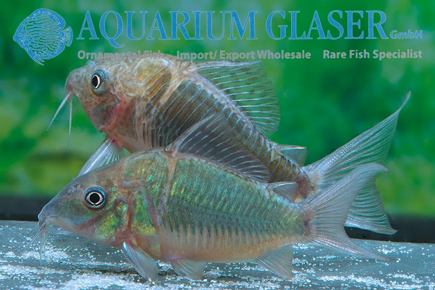 Cá chuột Brochis splendens, Corydoras splendens