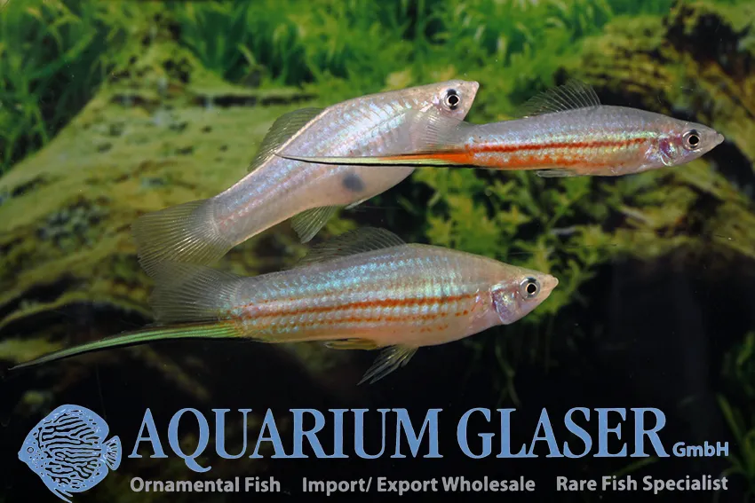 Cá kiếm, Xiphophorus hellerii