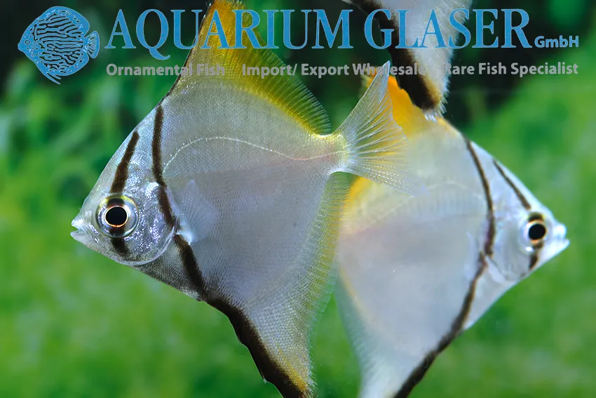 Cá mono bạc, Monodactylus argenteus