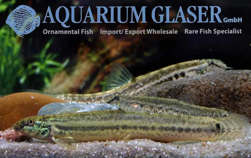 Cá heo guntea, Lepidocephalichthys guntea