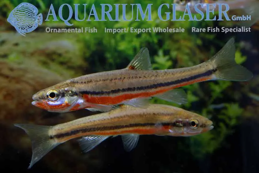 Cá minnow bụng đỏ phương Nam, Chrosomus erythrogaster