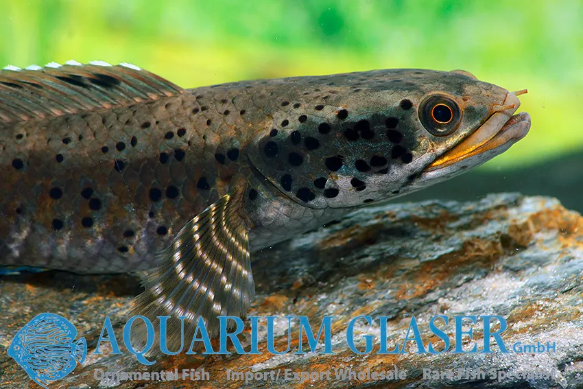 Cá lóc ornatipinnis, Channa ornatipinnis