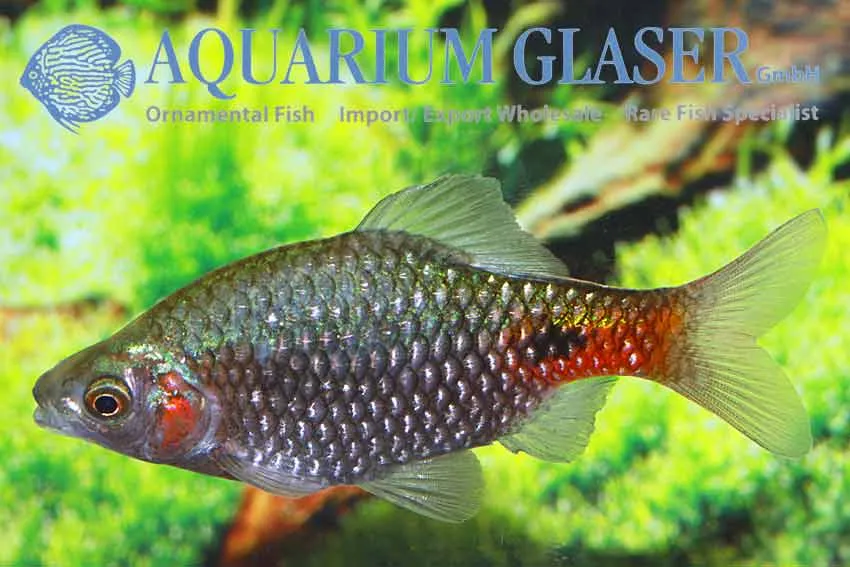 Cá ánh kim hồng, Pethia conchonius