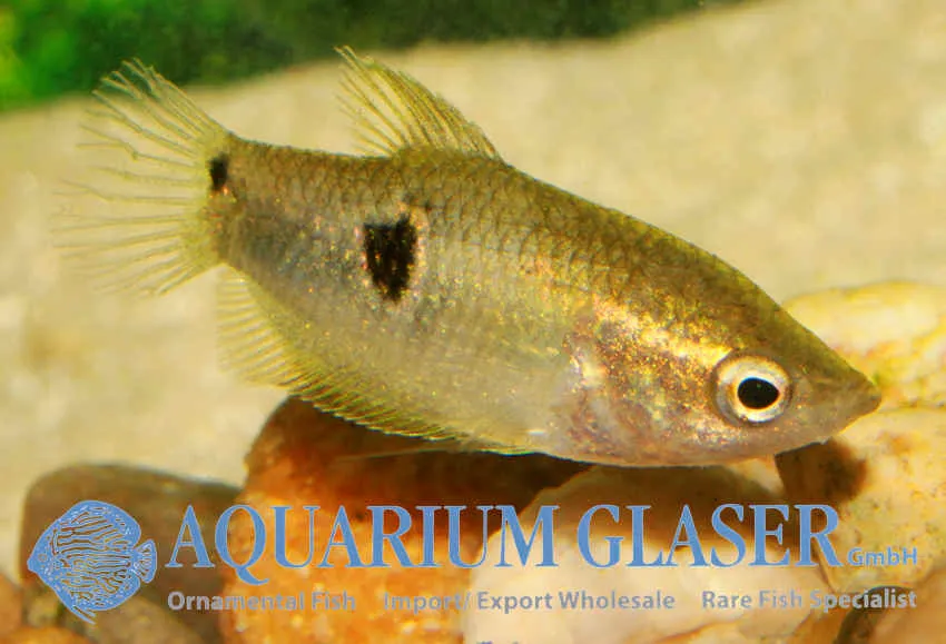 Cá chocolate gourami lùn mắt đen, Parasphaerichthys ocellatus