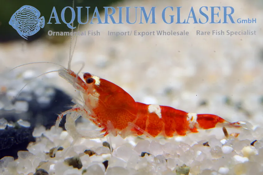 Tép Caridina logemanni, Caridina logemanni