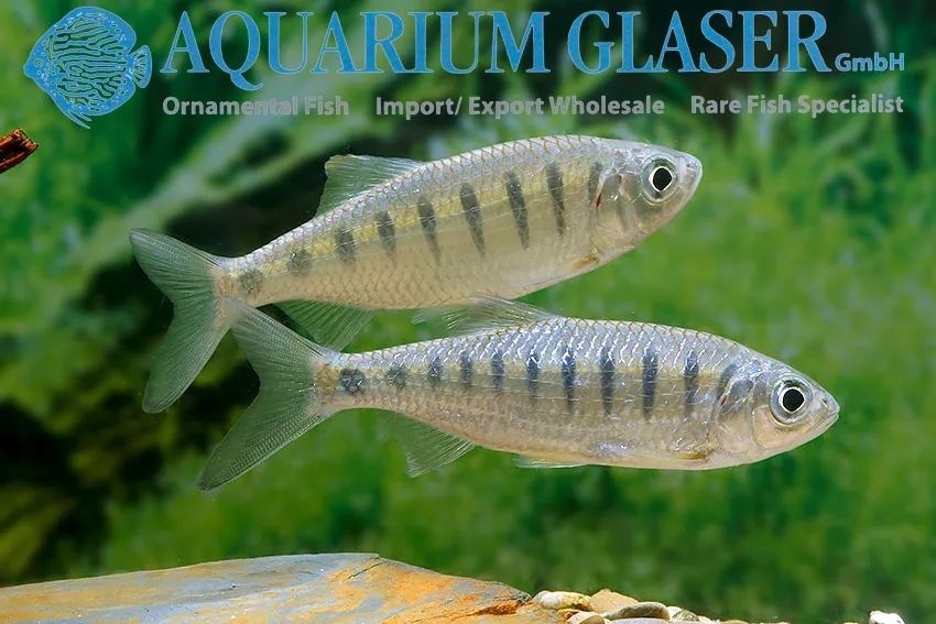 Cá danio cá hồi Barna, Opsarius barna