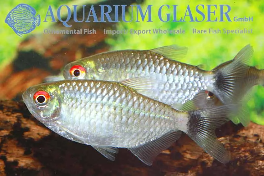 Cá tetra mắt đỏ, Moenkhausia sanctaefilomenae