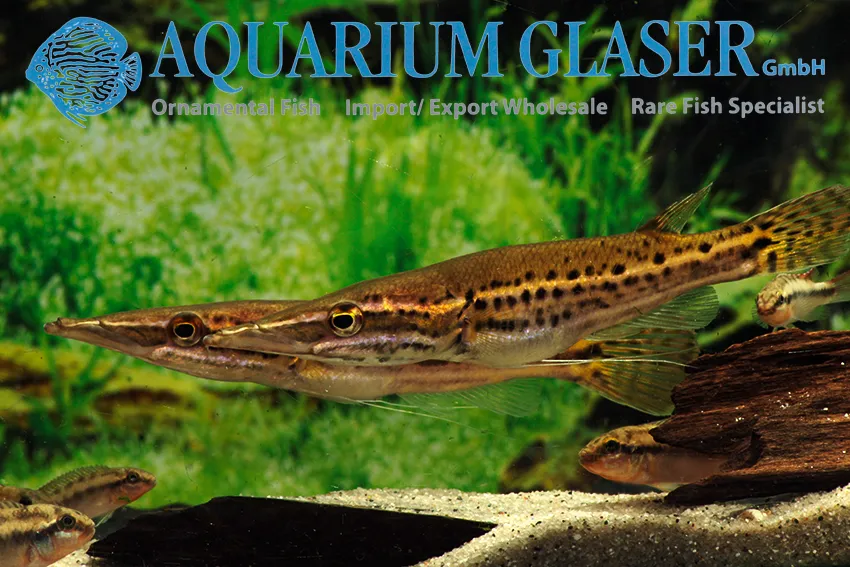 Cá đầu chó săn, Luciocephalus pulcher
