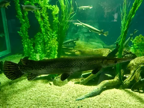 Ikan aligator
