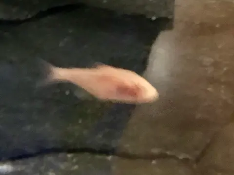 Blind Cave Tetra