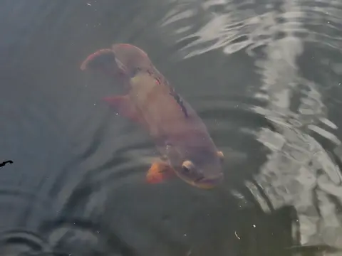 Oscar merah oranye berenang dekat permukaan air kolam