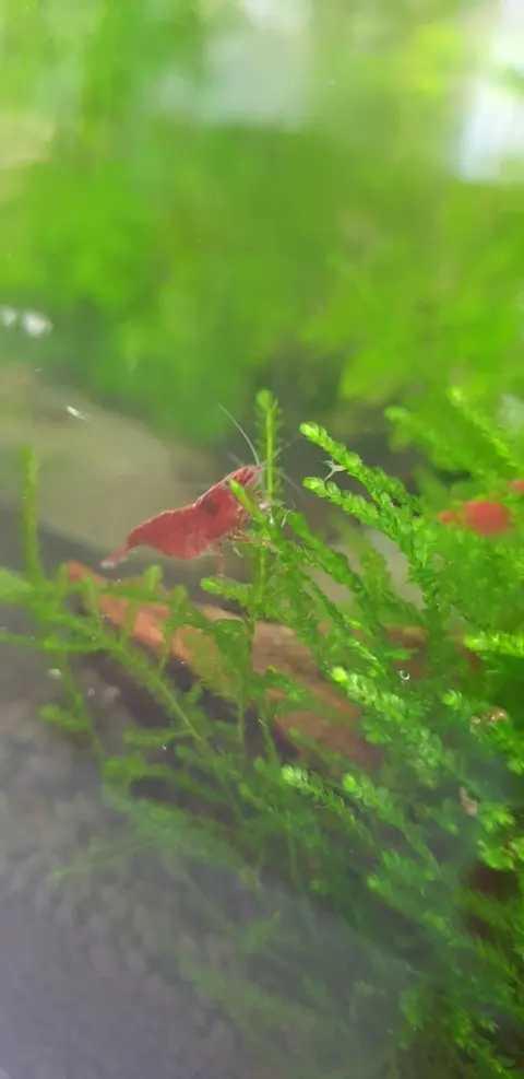 กุ้งเชอร์รี่สีแดงท่ามกลางมอสสีเขียวในตู้ไม้น้ำ