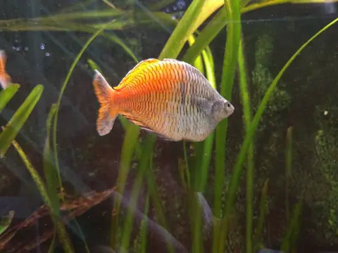 ปลาเรนโบว์โบสมานี